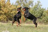 DOBERMANN 334